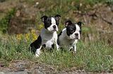 BOSTON TERRIER 178